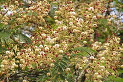 Acacia sinuata
